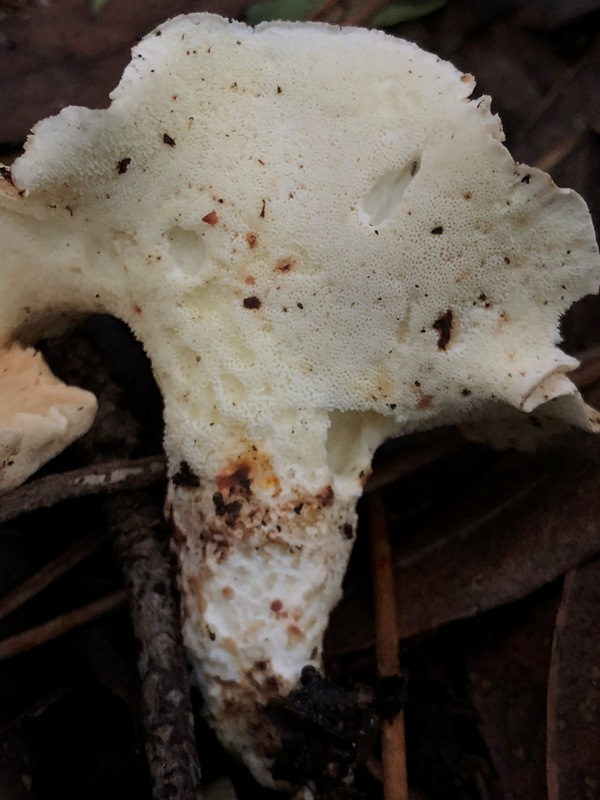 Polyporus sp (Albatrellus subrubescens)